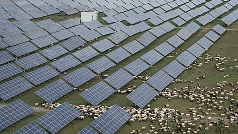 Tibetan sheep graze at a solar farm in Hainan prefecture of western China's Qinghai province on July 1, 2025.