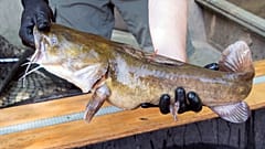 Gefangener Wels, im englischen Catfish (Symbolbild) 