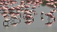 Stado flamingów żeruje w potoku; ptaki wędrowne zajmują sezonowe mokradła w Navi Mumbai w Indiach, wtorek, 2 czerwca 2026 r.