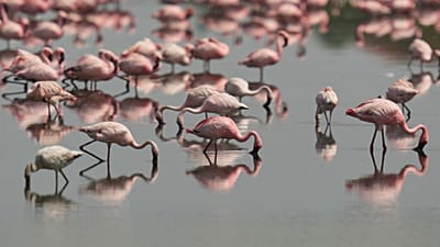 Flamingók csapata egy pataknál táplálkozik, miközben a vándormadarak elfoglalják szezonális vizes élőhelyüket az indiai Navi Mumbaiban, 2026. június 2-án, kedden.