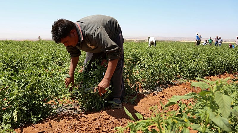 لمواجهة نقص الأيدي العاملة في قطاع الزراعة.. اليونان تبدأ استقدام 5 آلاف مصري 