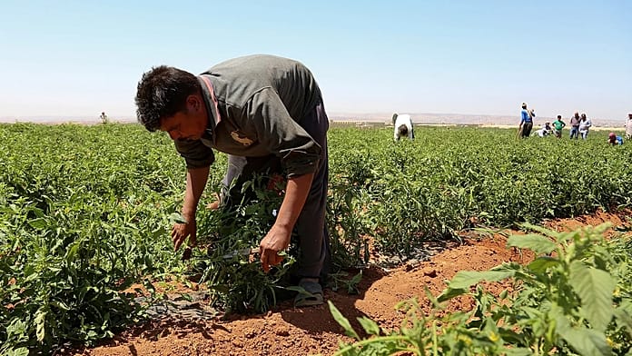 Greece to bring in 5,000 Egyptian farm workers to close agricultural labour gap