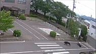 Imagen de la cámara de seguridad de Fukushima Steel Works que muestra a un oso, en el centro, huyendo tras atacar a una persona, a la derecha, en sus instalaciones.