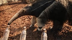 Un oso hormiguero de año y medio se convierte en el oráculo de Alemania para el Mundial de 2026