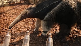 Eineinhalbjähriger Ameisenbär wird das WM-Orakel 2026 für Deutschland
