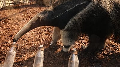 One-and-a-half-year-old anteater becomes Germany’s 2026 World Cup oracle