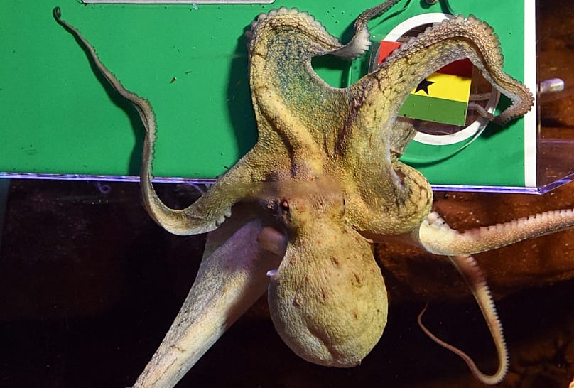 Krake Regina aus dem Berliner Sea Life hatte eine nicht ganz so hohe Trefferquote wie ihr Vorgänger Paul.