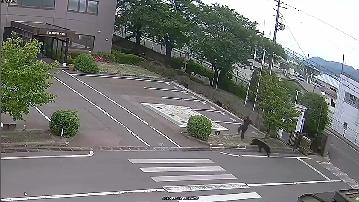 Bear injures four in residential area of Japan as annual number of attacks rises