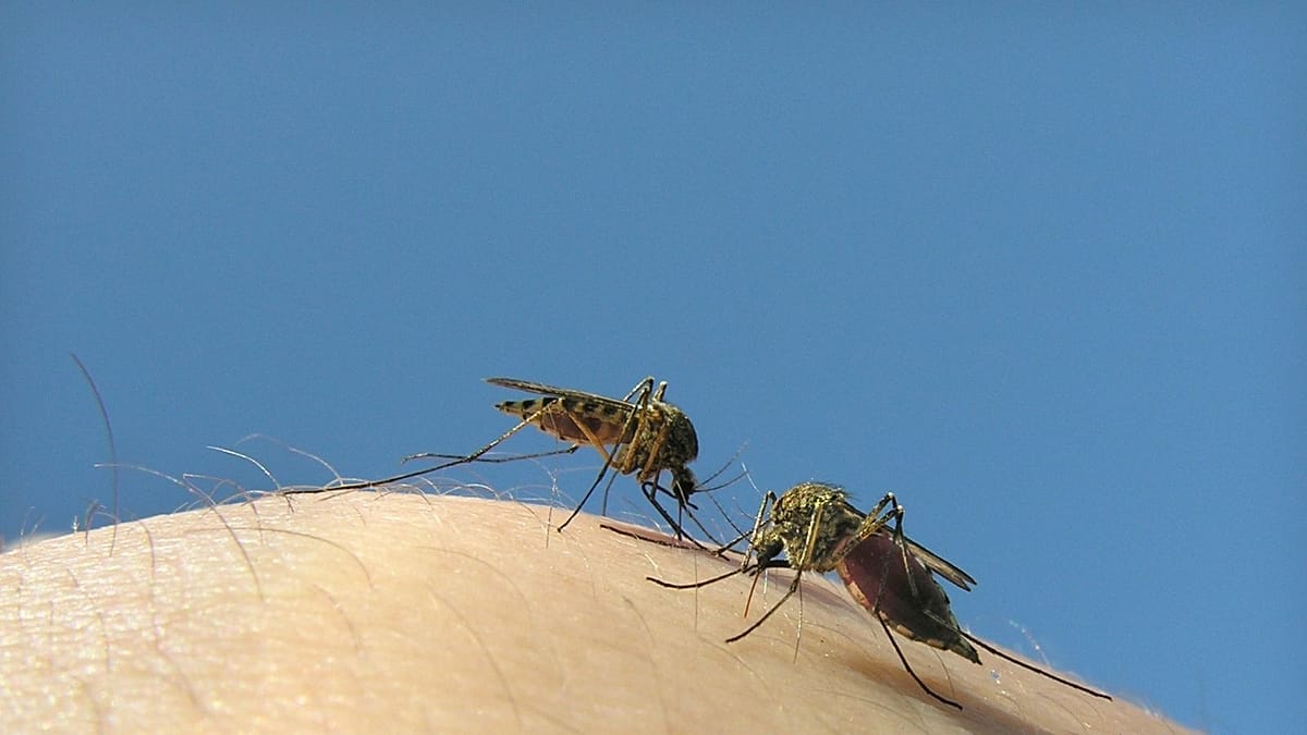 Good vs bad mosquito: What is Google's plan to fight pest-borne deadly diseases?