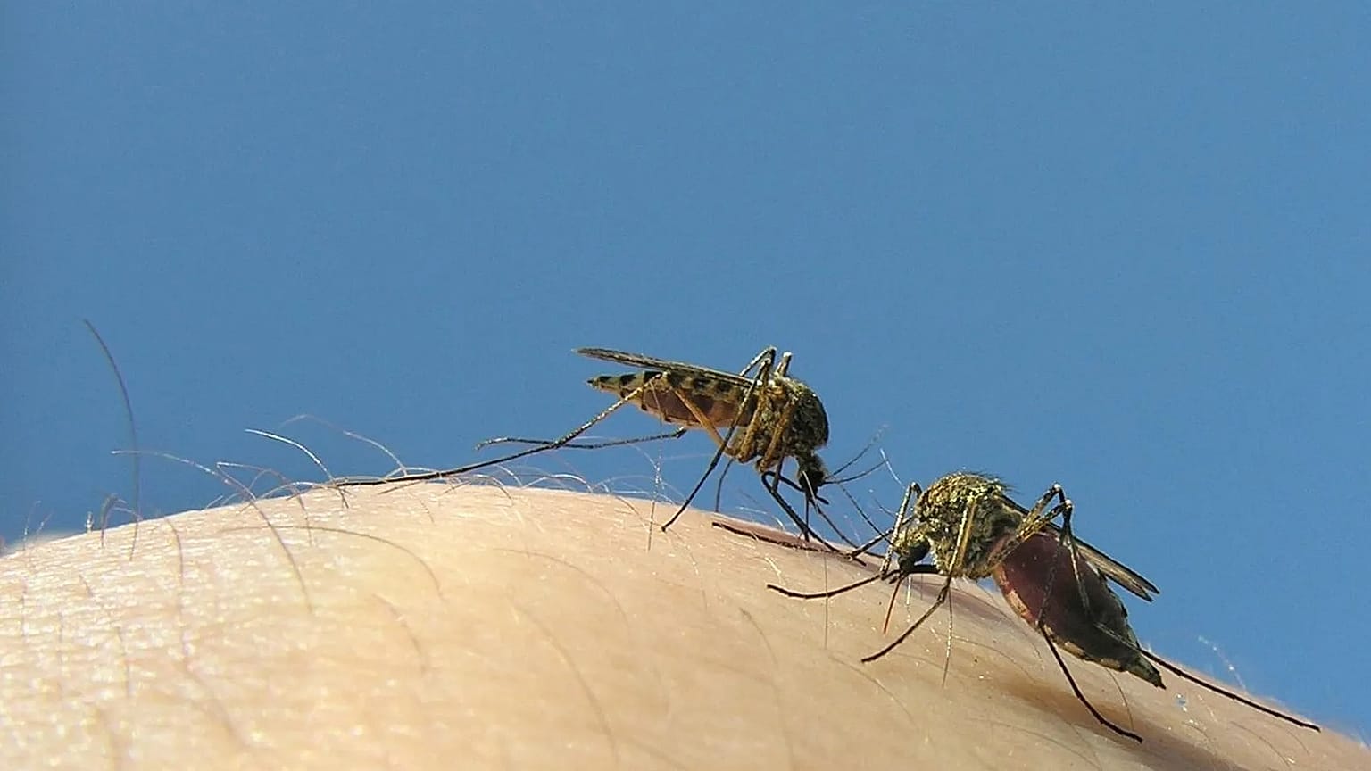 Mosquitos são responsáveis por cerca de 700 000 a 1 milhão de mortes humanas por ano em todo o mundo,
