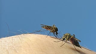 Mosquitoes are responsible for around 700,000 to 1 million human deaths worldwide every year,