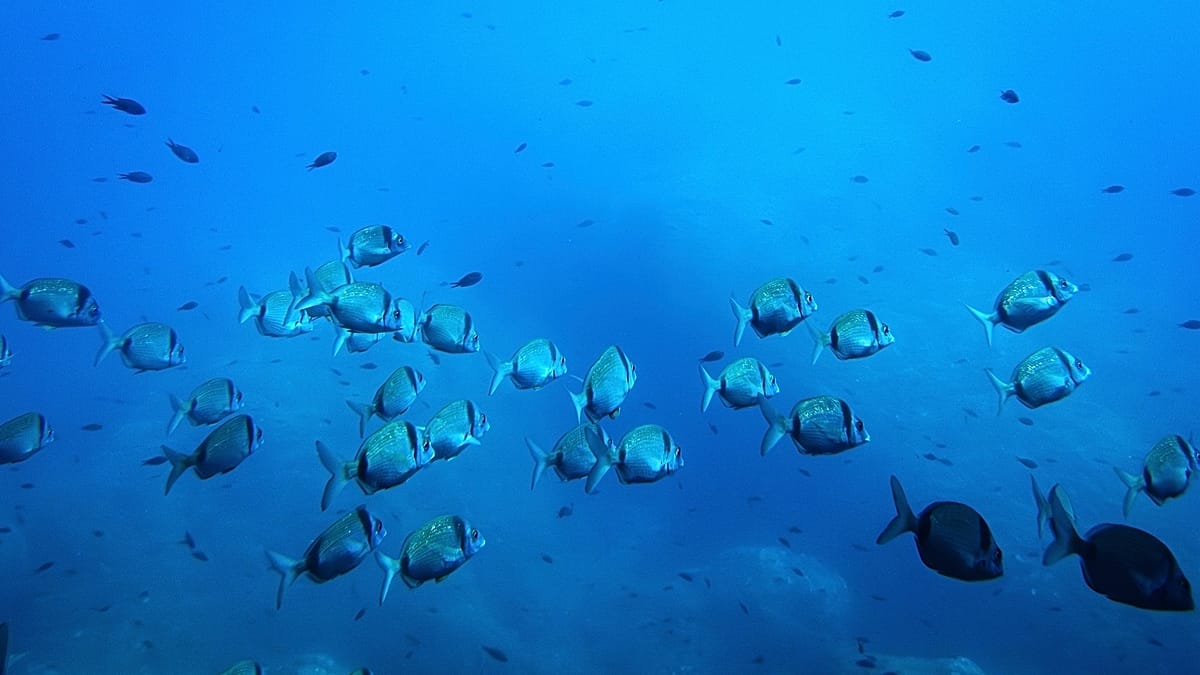 The EU’s €92 million bid for a global ocean intelligence network The EU’s €92 million bid for a global ocean intelligence network