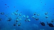 Common two-banded seabream fish swim in the protected area of France's Porquerolles National Park ahead of the U.N. Ocean Conference on June 6, 2025. 