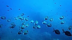 Κοινά ψάρια two-banded seabream κολυμπούν στην προστατευόμενη ζώνη του Πάρκου Πορκερόλ, πριν από τη Διάσκεψη Ωκεανών του ΟΗΕ στις 6/6/2025.