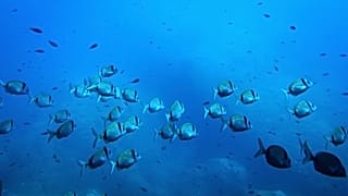 Common two-banded seabream fish swim in the protected area of France's Porquerolles National Park ahead of the U.N. Ocean Conference on June 6, 2025. 
