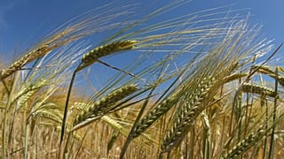 Pieces of wheat are seen in a field in Saint Sulpice la Foret, western France, June 1, 2011., during drought. 