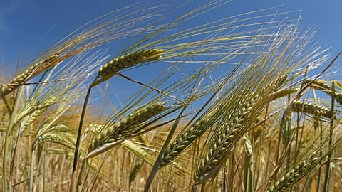 Pieces of wheat are seen in a field in Saint Sulpice la Foret, western France, June 1, 2011., during drought. 