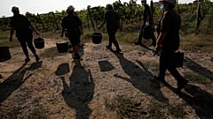 Calor afeta trabalhadores agrícolas em Itália, 16 de setembro de 2020 (AP Photo/Alessandra Tarantino)
