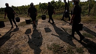  Italy Farmworkers Heat,  Sept. 16, 2020  (AP Photo/Alessandra Tarantino)