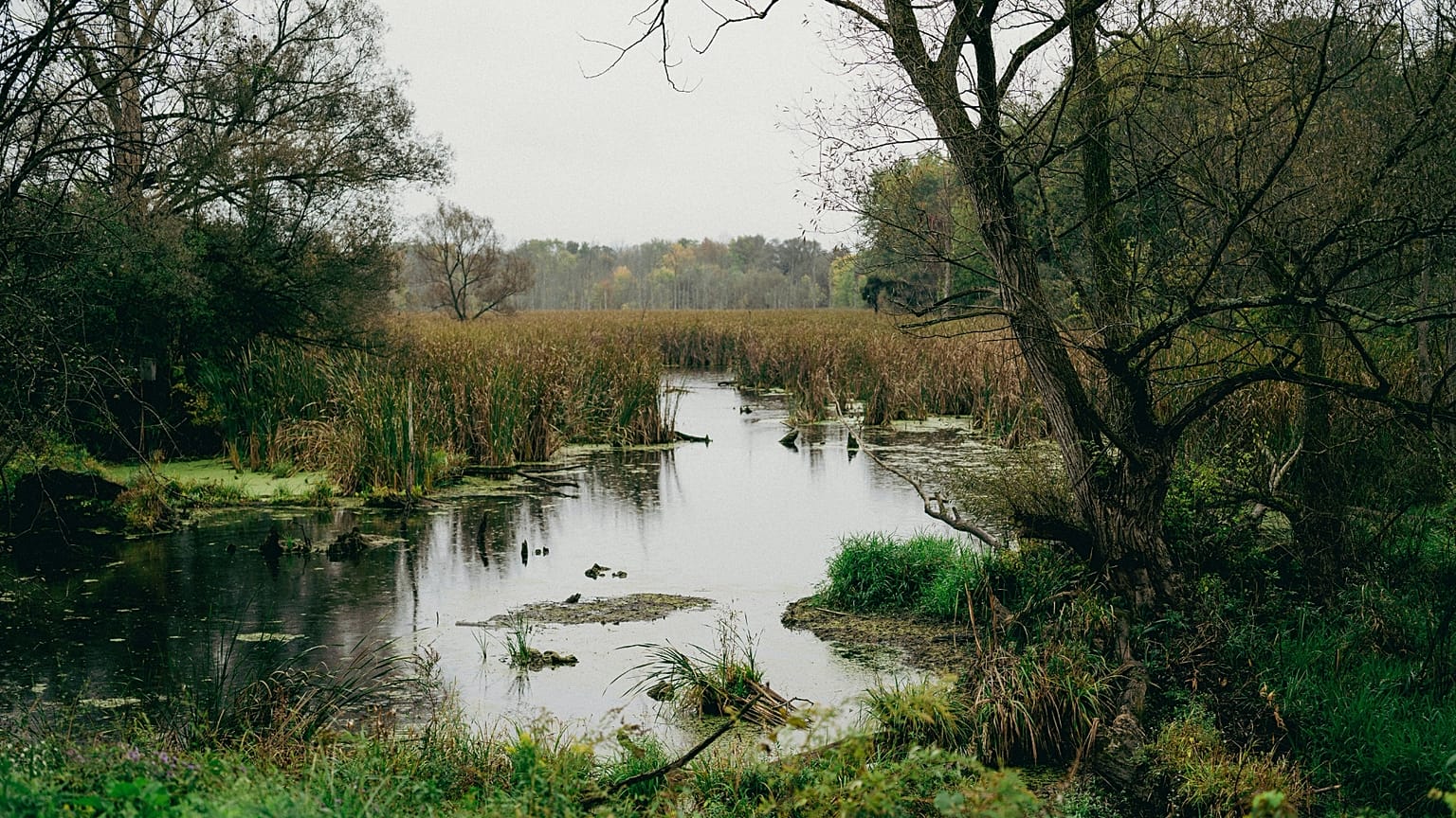 Moore bedecken nur etwa drei Prozent der globalen Landoberfläche, speichern jedoch rund doppelt so viel Kohlenstoff wie die Biomasse aller Wälder der Erde.
