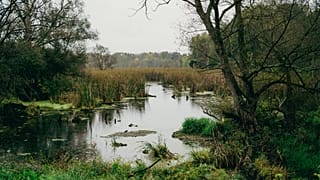 Moore bedecken nur etwa drei Prozent der globalen Landoberfläche, speichern jedoch rund doppelt so viel Kohlenstoff wie die Biomasse aller Wälder der Erde.