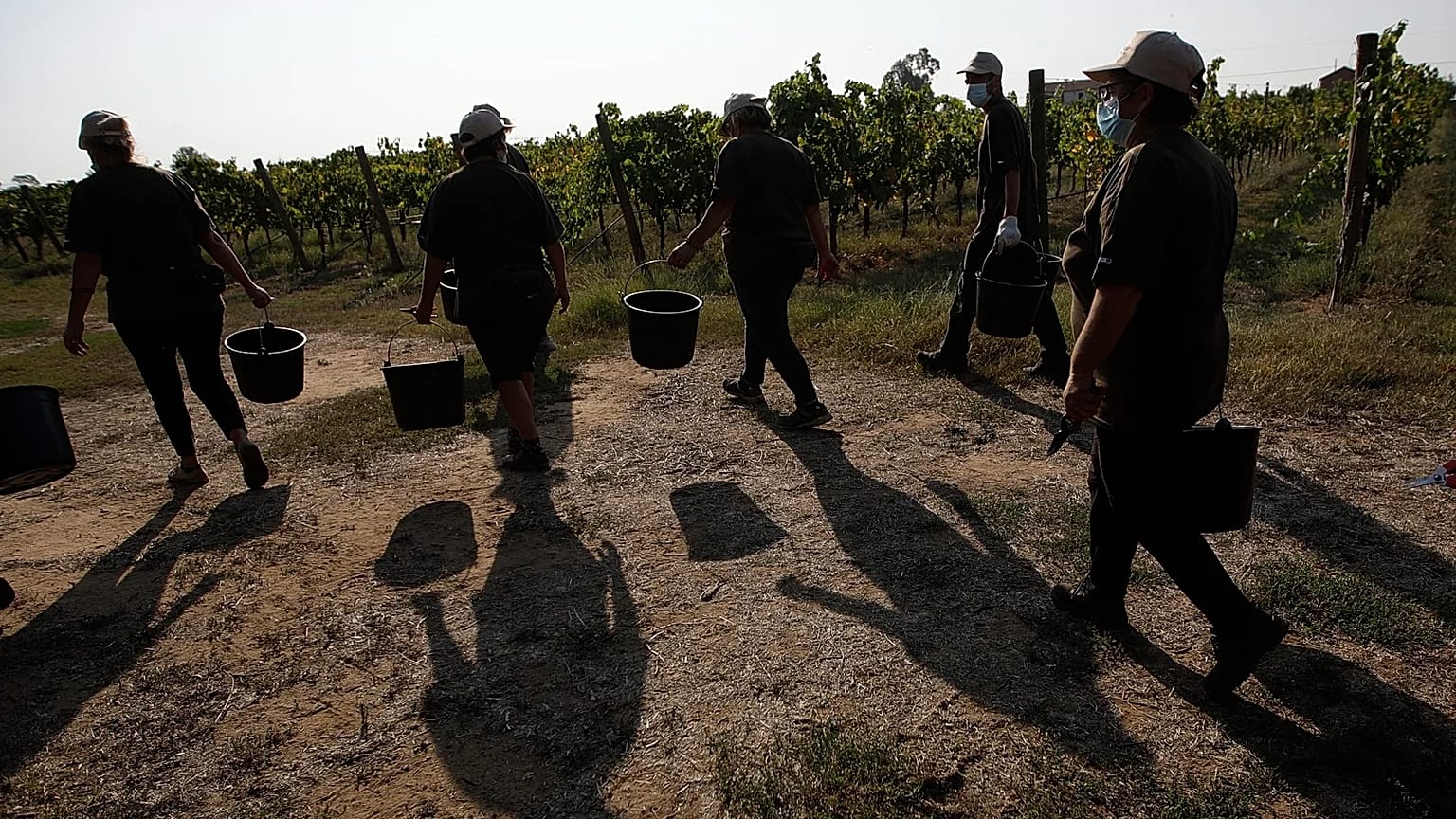 Italy – Farmworkers in the heat, Sept. 16, 2020 (AP Photo/Alessandra Tarantino)