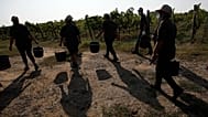 Italy – Farmworkers in the heat, Sept. 16, 2020 (AP Photo/Alessandra Tarantino)