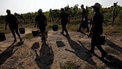 Italy – Farmworkers in the heat, Sept. 16, 2020 (AP Photo/Alessandra Tarantino)