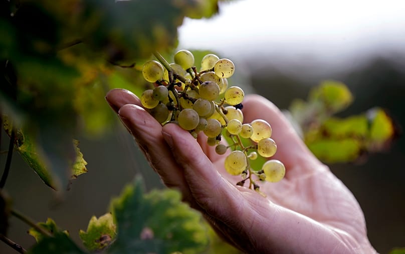 Grapes in a Prosecco vineyard at the Case Paolin farm in Volpago del Montello, 15 October, 2018
