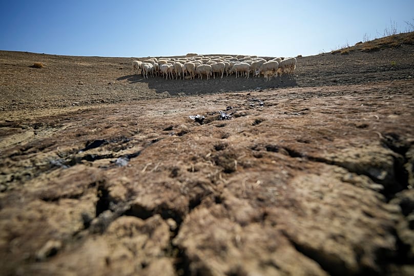 Sheep look for water in a dry pond used by local farms for their livestock in Contrada Chiapparia, 19 July, 2024