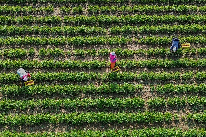 Harvest helpers harvest strawberries on a field near Frankfurt, 8 May, 2026