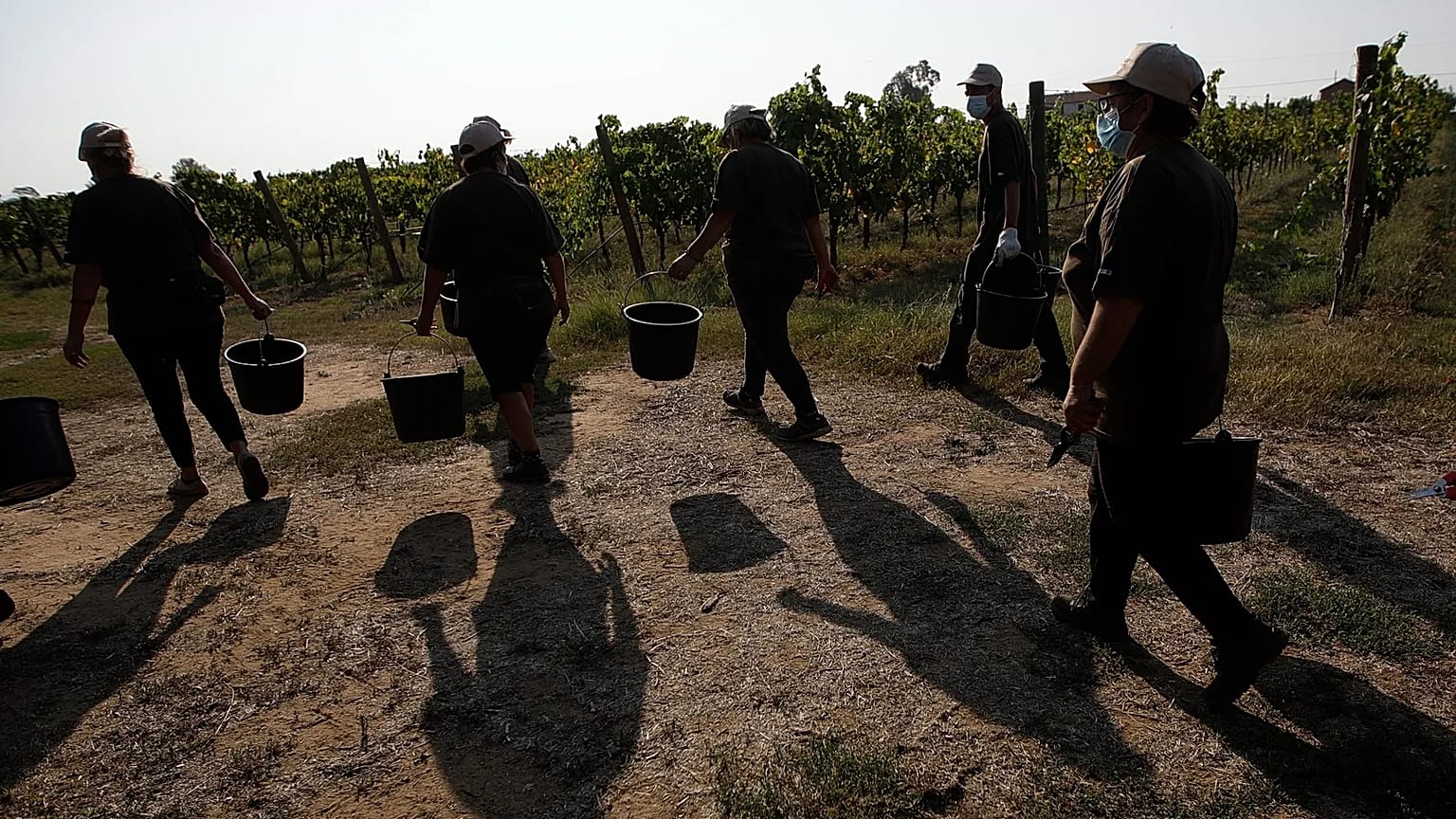 Trabajadores agrícolas bajo el calor, 16 de septiembre de 2020, en Italia.