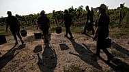 Trabajadores agrícolas bajo el calor, 16 de septiembre de 2020, en Italia.