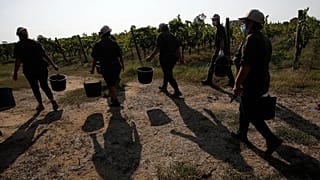 Trabajadores agrícolas bajo el calor, 16 de septiembre de 2020, en Italia.