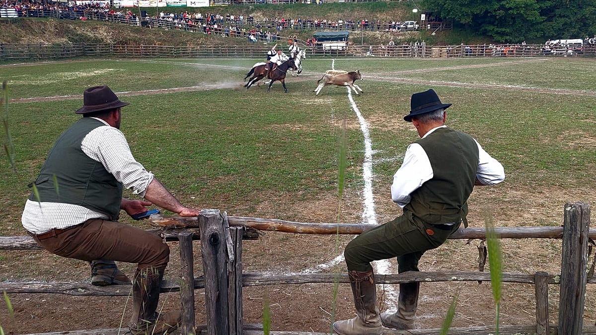 Lazio's Maremma cowboys between tradition and innovation: Canale Monterano's Riarto
