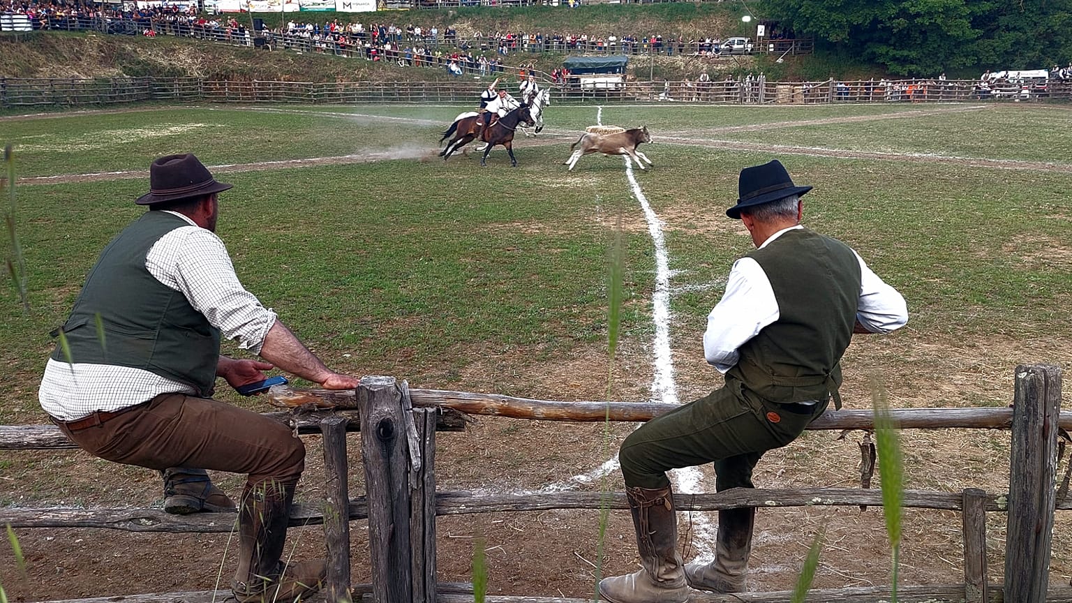 La cattura del vitello da parte dei butteri al "Riarto" 2026 di Canale Monterano