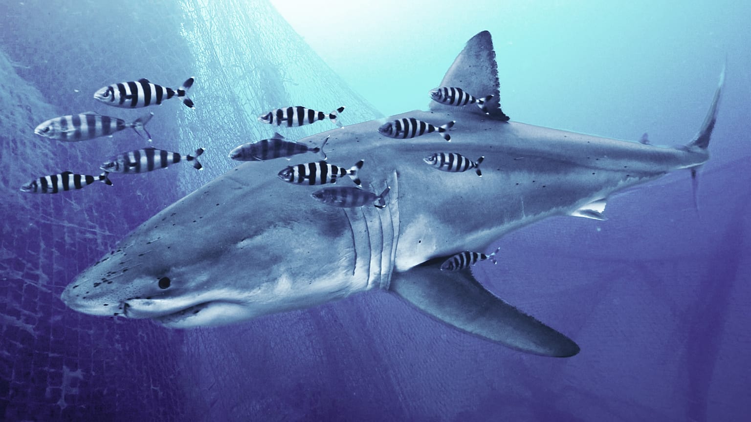 Composite illustration: great white shark and ghost nets, Strait of Sicily