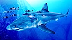Uno squalo bianco è stato avvistato e ripreso nel Mediterraneo