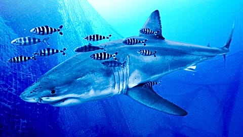 Uno squalo bianco è stato avvistato e ripreso nel Mediterraneo