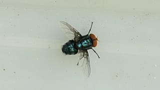 Flesh-eating fly detected in US cattle, decades after being eradicated.