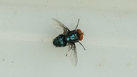 Flesh-eating fly detected in US cattle, decades after being eradicated.