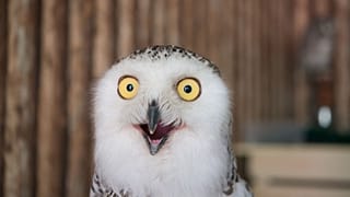 جغد