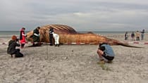 Denmark probes death of humpback whale that captivated Germany