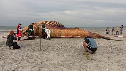 Denmark probes death of humpback whale that captivated Germany