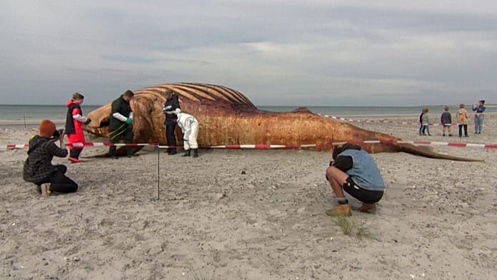 Dinamarca investiga la muerte de la ballena jorobada que cautivó a Alemania