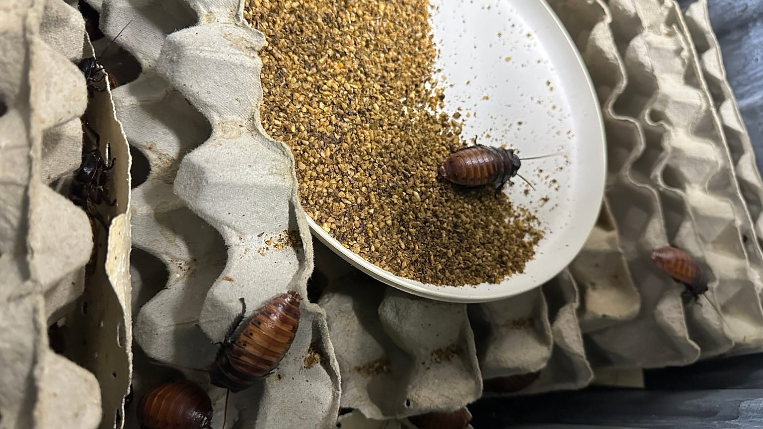 Madagascar hissing cockroaches
