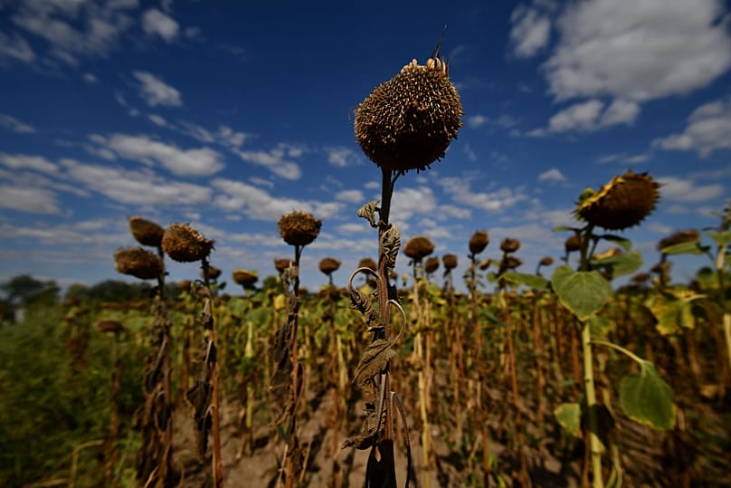 Kiszáradt napraforgók a magyar vidéken