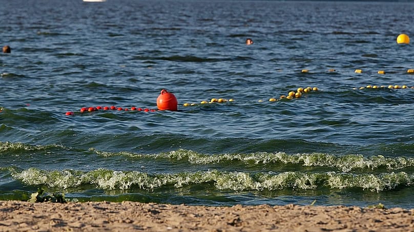 Cyanobakterien, auch Blaualgen genannt, färben das Wasser grünlich. Sie sind ein Gesundheitsrisiko.