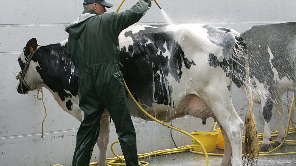 France : avec le bail à cheptel, des vaches louées réconcilient élevages et finances