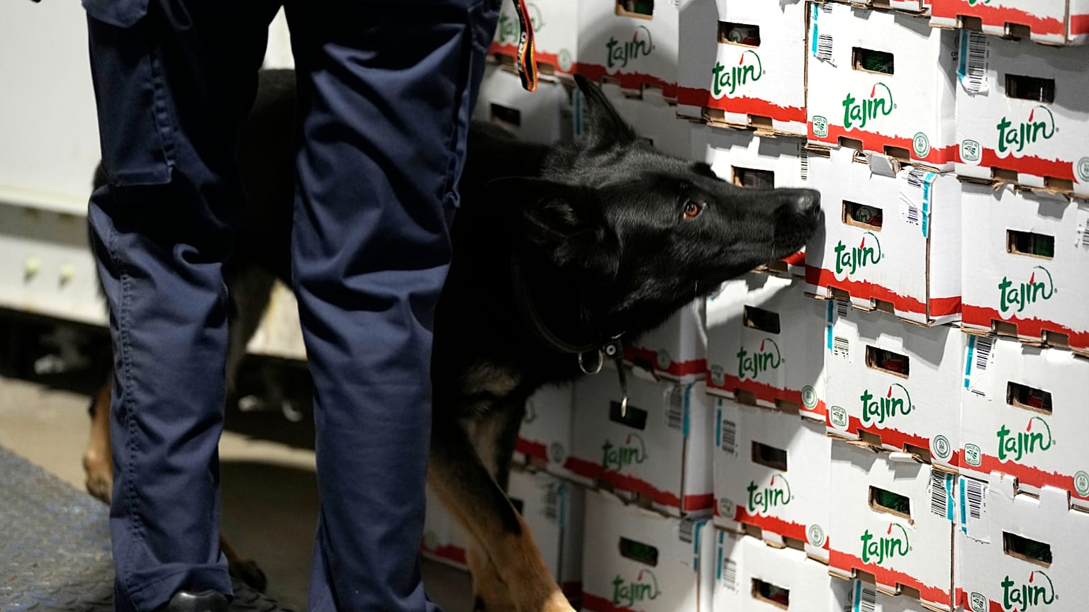 Un agente de aduanas trabaja con un perro detector de drogas en el puerto de Amberes el miércoles, 17 de agosto de 2022.